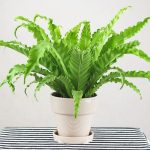 Tanaman Hias Untuk Udara Segar: Pilihan Terbaik