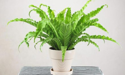 Tanaman Hias Untuk Udara Segar: Pilihan Terbaik