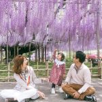 Keindahan Wisteria Jepang Di Lihat Lewat Mata Sabrina Anggraini