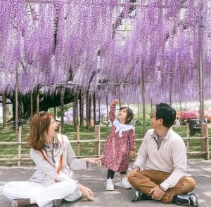 Keindahan Wisteria Jepang Di Lihat Lewat Mata Sabrina Anggraini