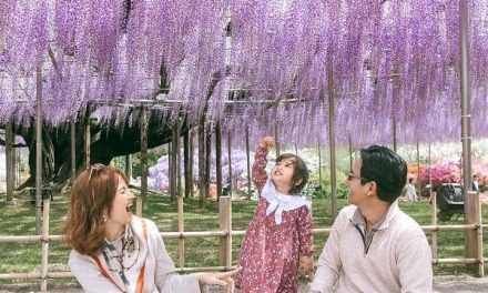 Keindahan Wisteria Jepang Di Lihat Lewat Mata Sabrina Anggraini