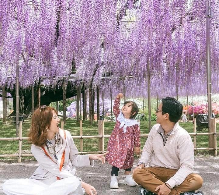 Keindahan Wisteria Jepang Di Lihat Lewat Mata Sabrina Anggraini